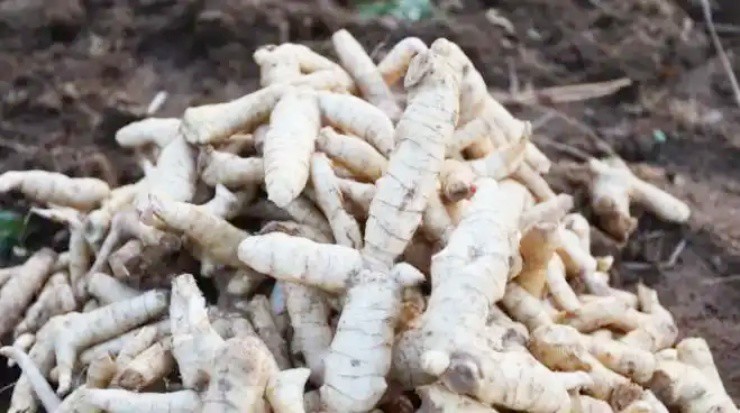 Tìm "mỏ vàng” trên cây thuốc có từ 2.000 năm trước, kiếm tiền tỷ/năm- Ảnh 1. Tìm "mỏ vàng” trên cây thuốc có từ 2.000 năm trước, kiếm tiền tỷ/năm- Ảnh 1.