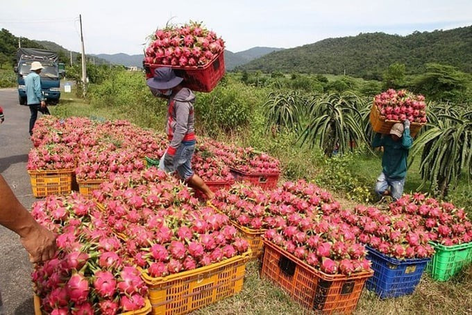 Ai chịu trách nhiệm việc thanh long, hồ tiêu 'chết yểu' vì thủ tục xuất khẩu?- Ảnh 1.