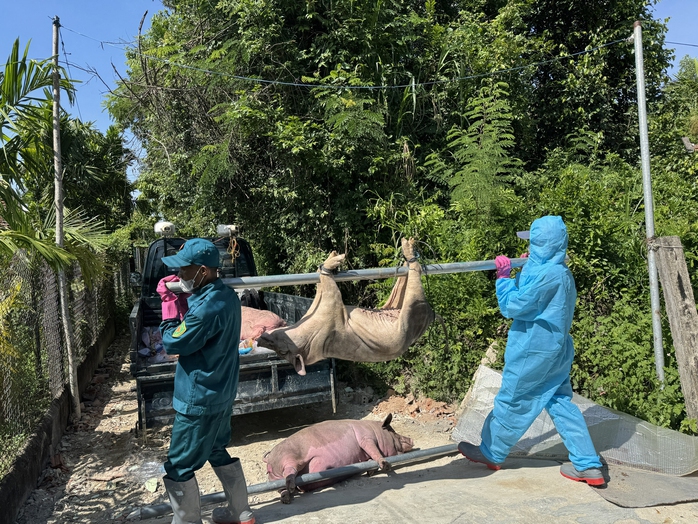 Hàng ngàn con heo chết vì mắc dịch tả heo châu Phi, vì sao vắc-xin chưa được sử dụng rộng rãi?- Ảnh 1.