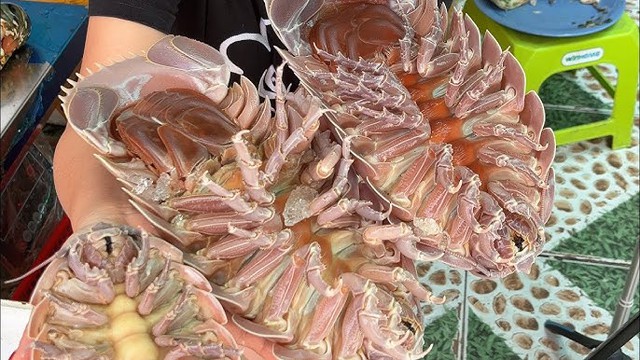 Lần đầu tìm thấy loài vật hiếm chỉ có ở Việt Nam: Kích thước lớn nhất thế giới, nguồn gốc tiến hóa bí ẩn- Ảnh 6. Lần đầu tìm thấy loài vật hiếm chỉ có ở Việt Nam: Kích thước lớn nhất thế giới, nguồn gốc tiến hóa bí ẩn- Ảnh 6.