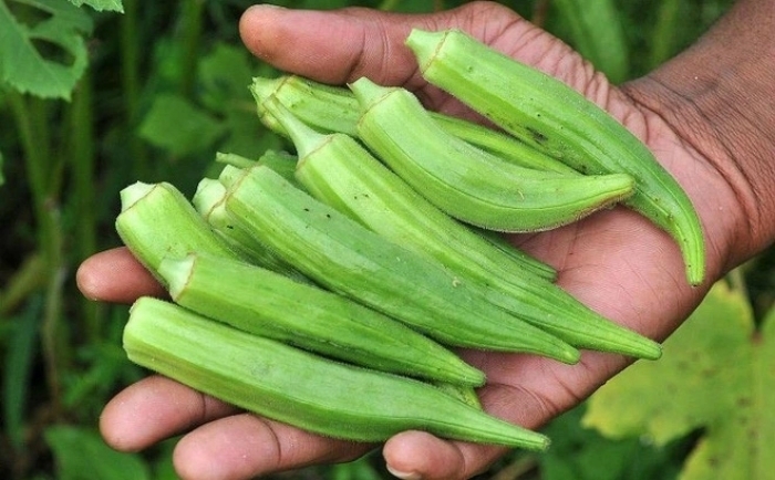 Loại 'nhân sâm xanh' rẻ tiền giúp đẹp da, giảm cân, bảo vệ tim mạch- Ảnh 1. Loại 'nhân sâm xanh' rẻ tiền giúp đẹp da, giảm cân, bảo vệ tim mạch- Ảnh 1.
