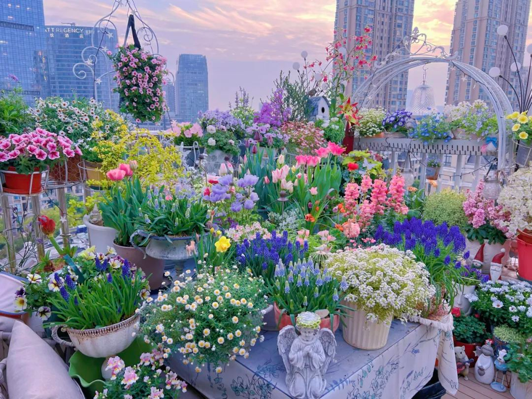 Tôi cải tạo sân thượng 10m² thành vườn hoa nở quanh năm và 4 năm sau khiến ai đến cũng phải trầm trồ- Ảnh 5.