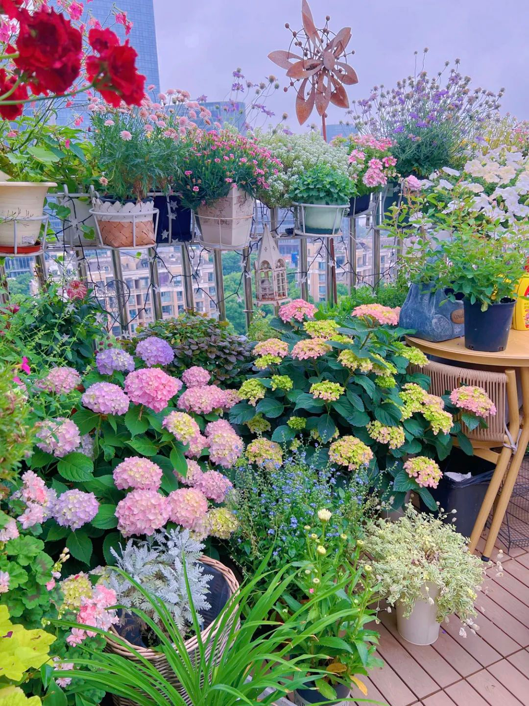 Tôi cải tạo sân thượng 10m² thành vườn hoa nở quanh năm và 4 năm sau khiến ai đến cũng phải trầm trồ- Ảnh 11.