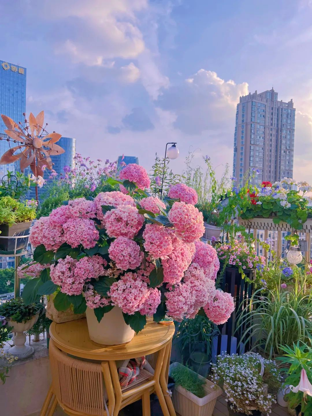 Tôi cải tạo sân thượng 10m² thành vườn hoa nở quanh năm và 4 năm sau khiến ai đến cũng phải trầm trồ- Ảnh 10.