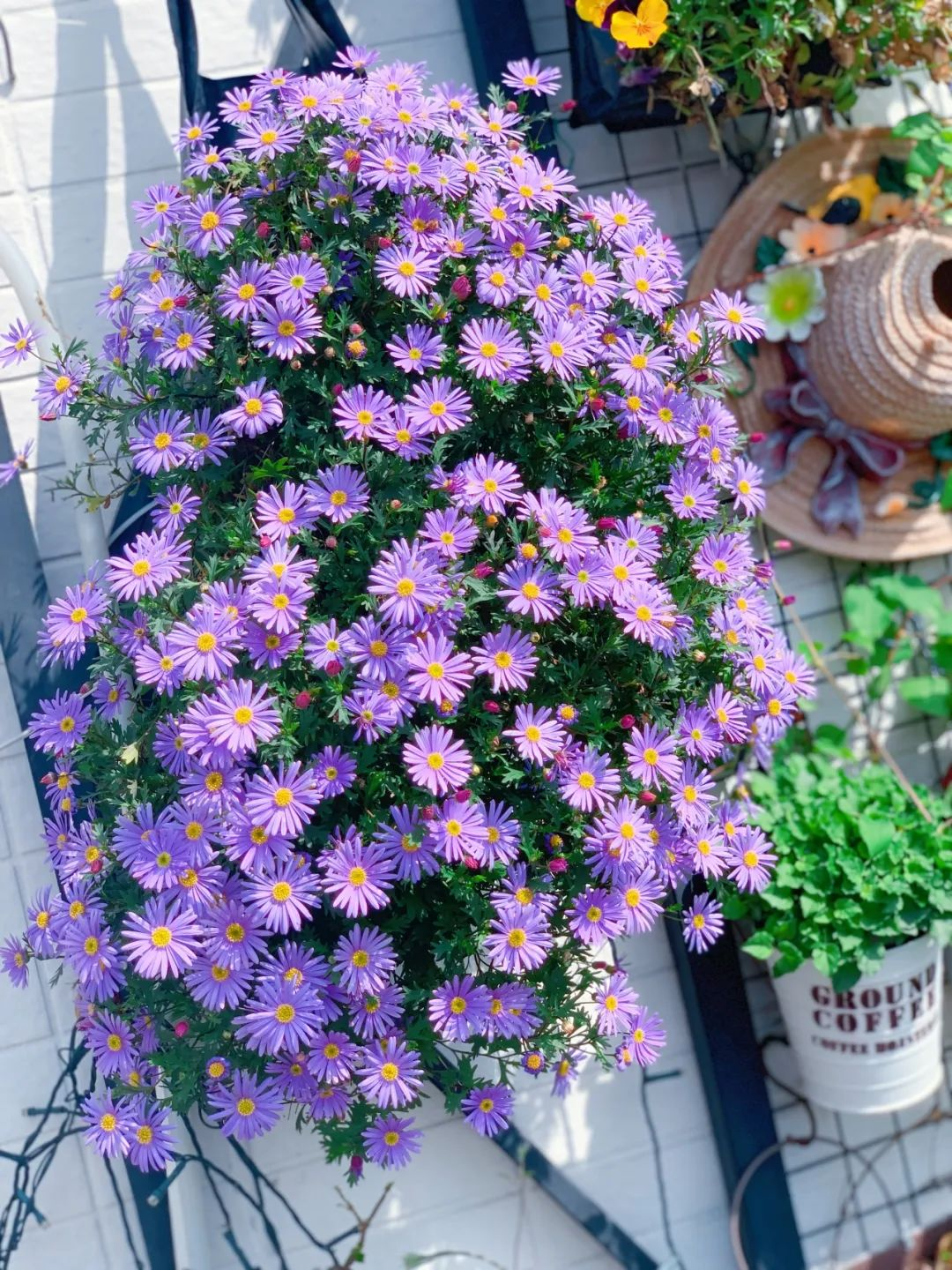 Tôi cải tạo sân thượng 10m² thành vườn hoa nở quanh năm và 4 năm sau khiến ai đến cũng phải trầm trồ- Ảnh 9.