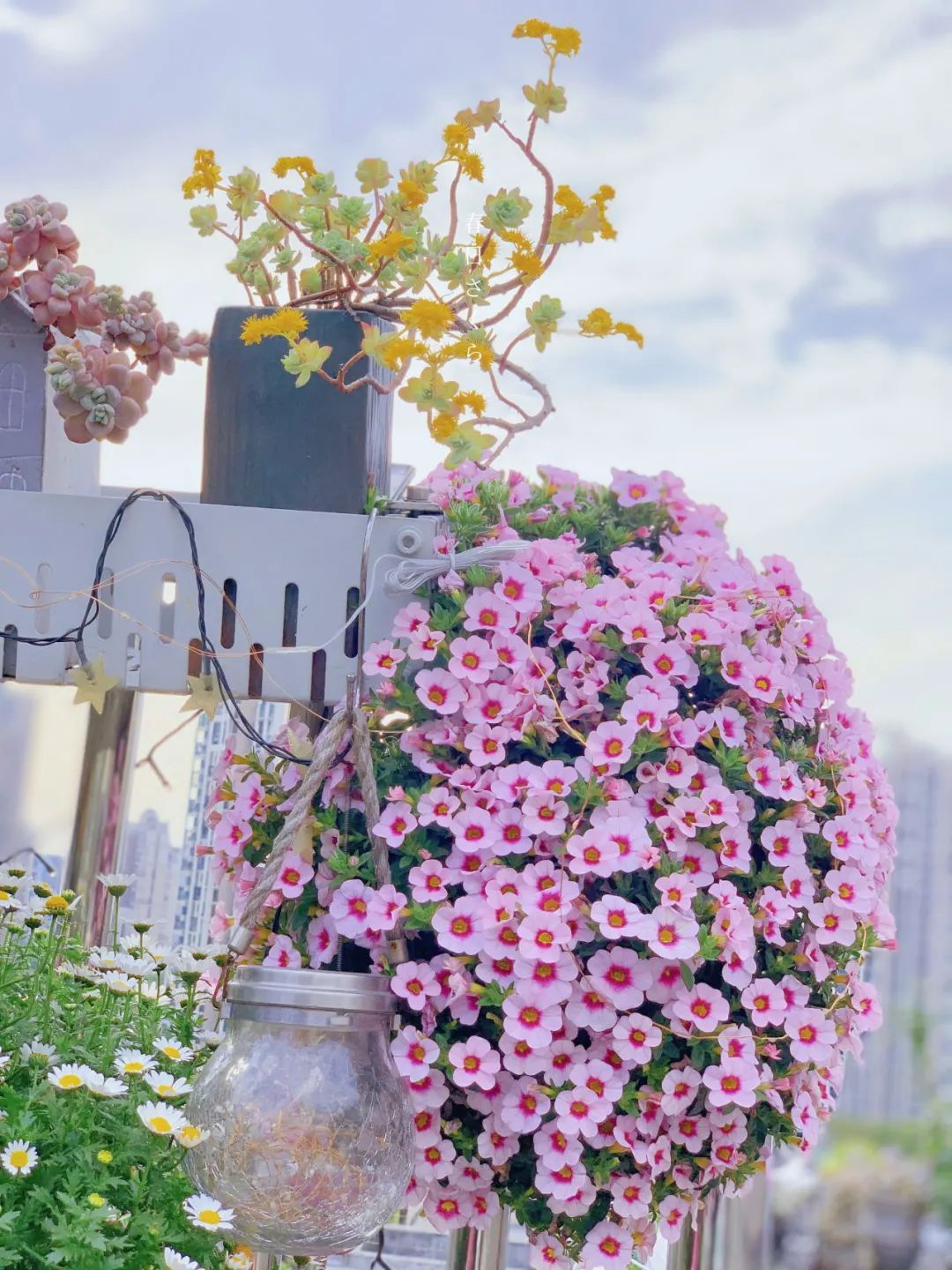 Tôi cải tạo sân thượng 10m² thành vườn hoa nở quanh năm và 4 năm sau khiến ai đến cũng phải trầm trồ- Ảnh 8.