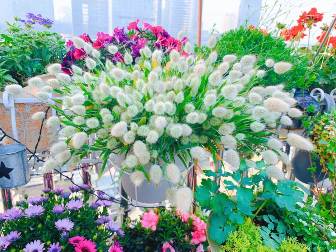 Tôi cải tạo sân thượng 10m² thành vườn hoa nở quanh năm và 4 năm sau khiến ai đến cũng phải trầm trồ- Ảnh 16.