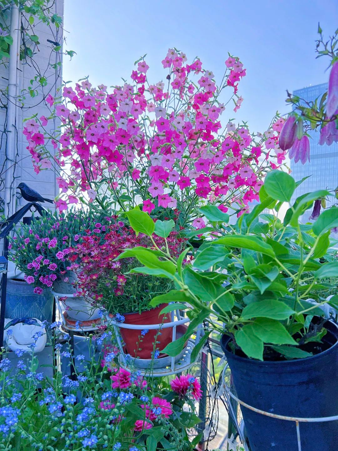 Tôi cải tạo sân thượng 10m² thành vườn hoa nở quanh năm và 4 năm sau khiến ai đến cũng phải trầm trồ- Ảnh 15.