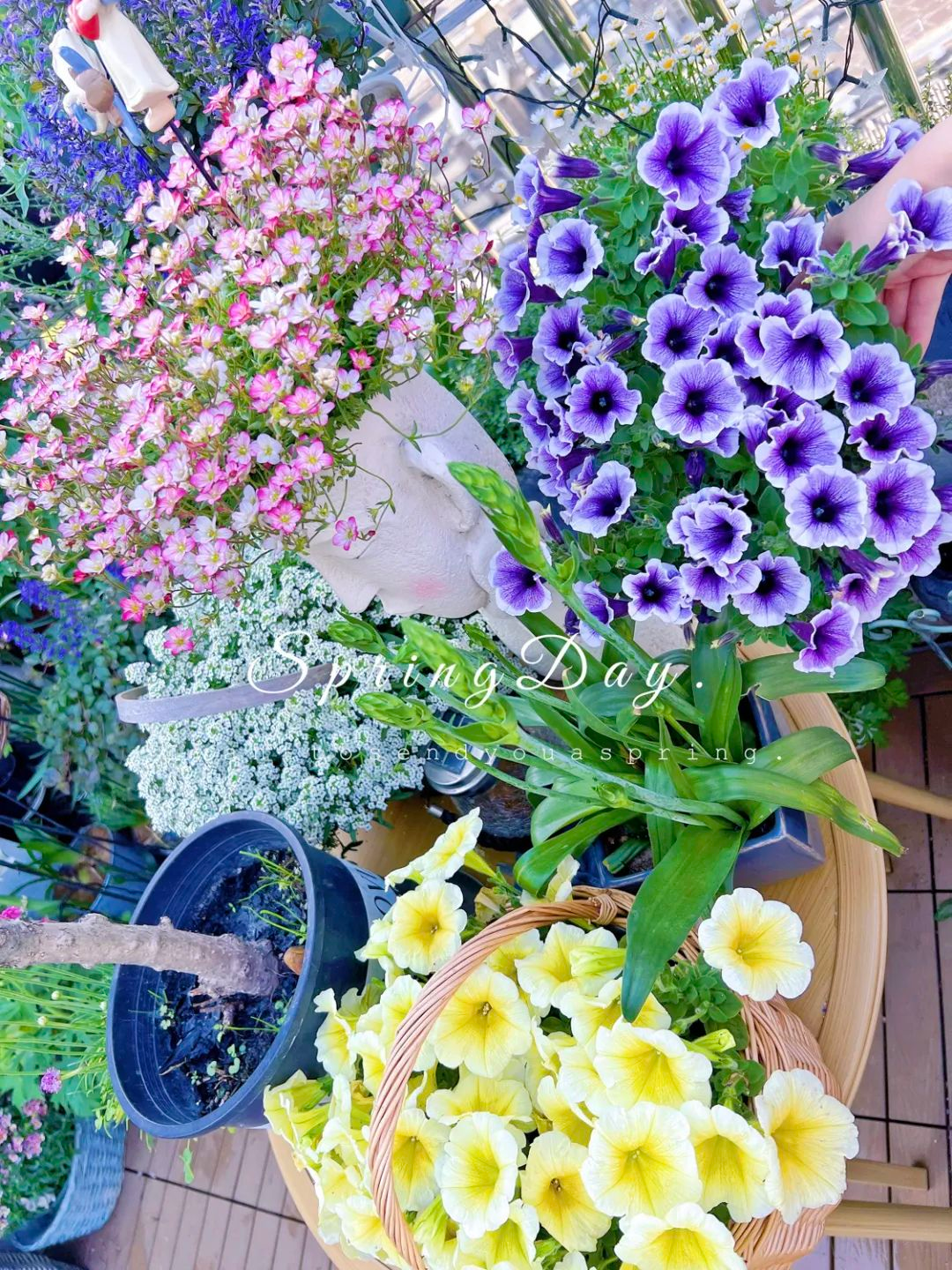 Tôi cải tạo sân thượng 10m² thành vườn hoa nở quanh năm và 4 năm sau khiến ai đến cũng phải trầm trồ- Ảnh 14.