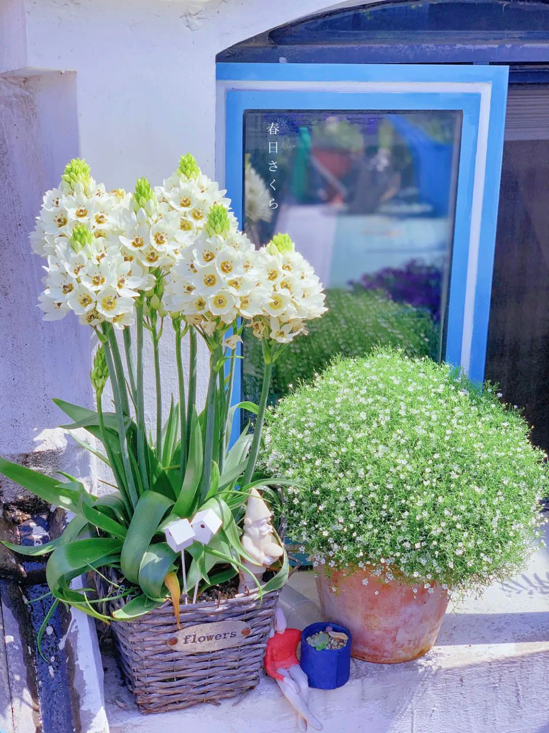 Tôi cải tạo sân thượng 10m² thành vườn hoa nở quanh năm và 4 năm sau khiến ai đến cũng phải trầm trồ- Ảnh 17.