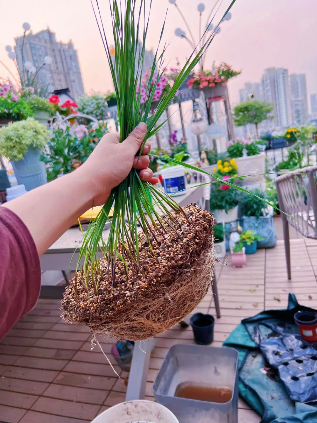 Tôi cải tạo sân thượng 10m² thành vườn hoa nở quanh năm và 4 năm sau khiến ai đến cũng phải trầm trồ- Ảnh 22.