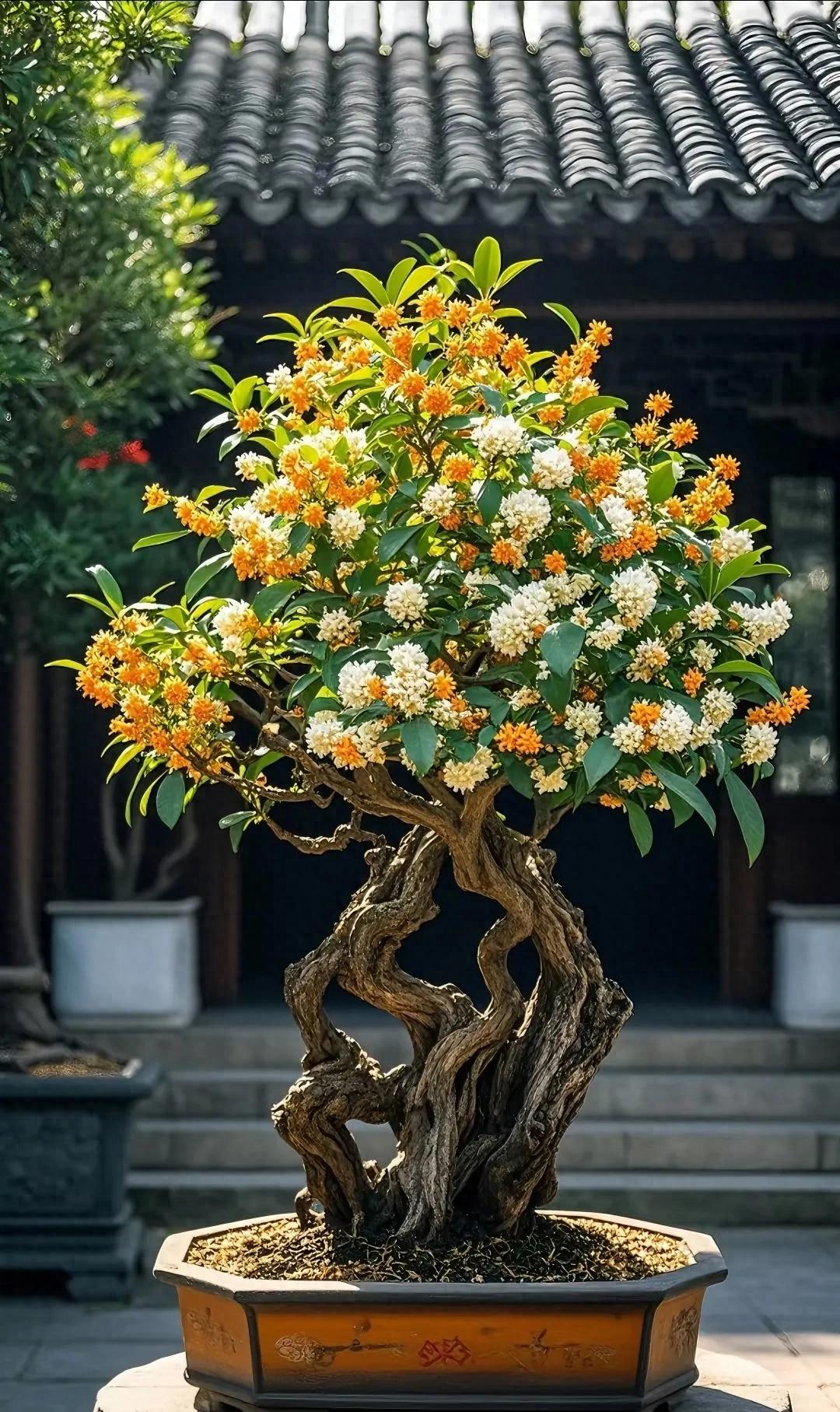 6 loại cây cảnh trường thọ người giàu hay trồng: Có cây sống 200 năm, hoa vẫn nở sau khi chủ nhân mất- Ảnh 1.
