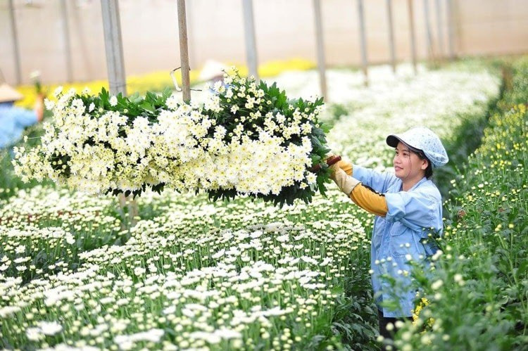 Lá tre bỗng dưng đắt khách, loài hoa dân dã trở thành 'ngôi sao'- Ảnh 1. Lá tre bỗng dưng đắt khách, loài hoa dân dã trở thành 'ngôi sao'- Ảnh 1.
