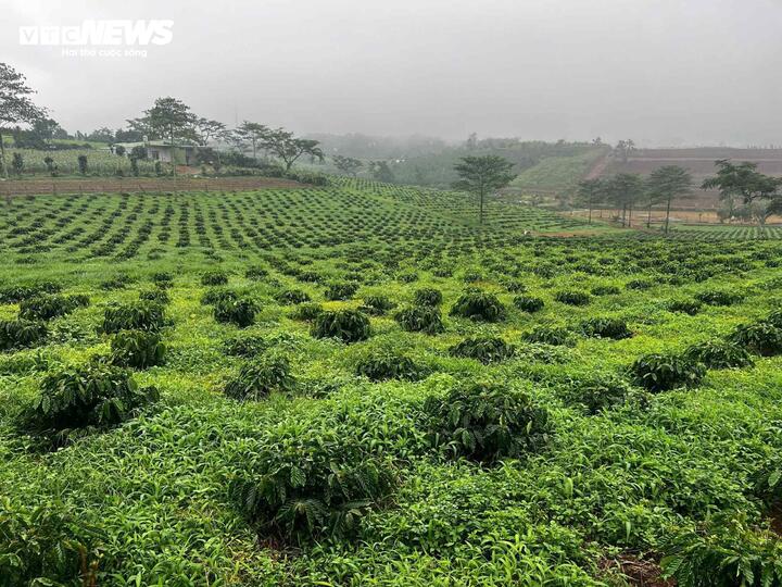 Cà phê tăng giá như vàng, nông dân gom tiền mở rộng canh tác- Ảnh 6. Cà phê tăng giá như vàng, nông dân gom tiền mở rộng canh tác- Ảnh 6.
