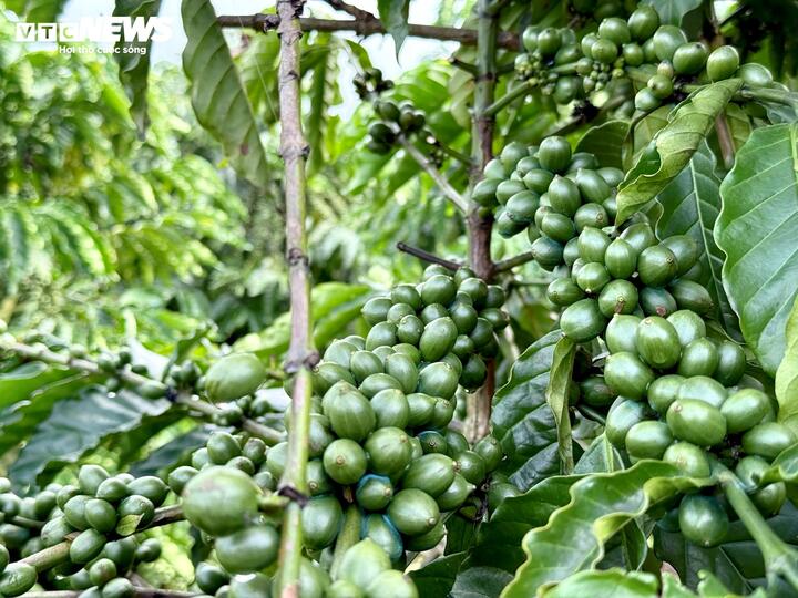 Cà phê tăng giá như vàng, nông dân gom tiền mở rộng canh tác- Ảnh 5. Cà phê tăng giá như vàng, nông dân gom tiền mở rộng canh tác- Ảnh 5.