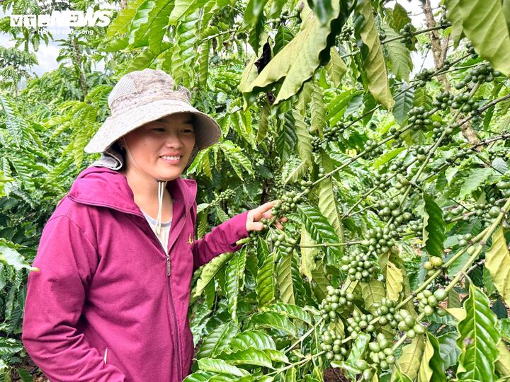 Cà phê tăng giá như vàng, nông dân gom tiền mở rộng canh tác- Ảnh 2. Cà phê tăng giá như vàng, nông dân gom tiền mở rộng canh tác- Ảnh 2.