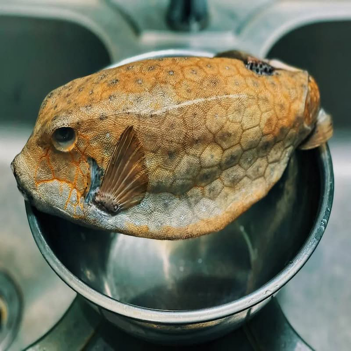 6 loại hải sản Đắk Lắk nổi tiếng hút hồn du khách- Ảnh 2.