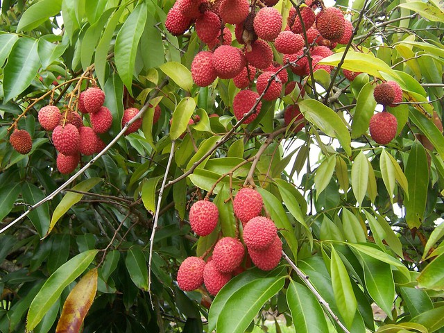 Trung Quốc, Mỹ, Anh thi nhau 'chốt đơn' 1 loại quả Việt Nam: Vitamin C vượt xa chanh, bổ gan, hạ mỡ máu- Ảnh 1. Trung Quốc, Mỹ, Anh thi nhau 'chốt đơn' 1 loại quả Việt Nam: Vitamin C vượt xa chanh, bổ gan, hạ mỡ máu- Ảnh 1.