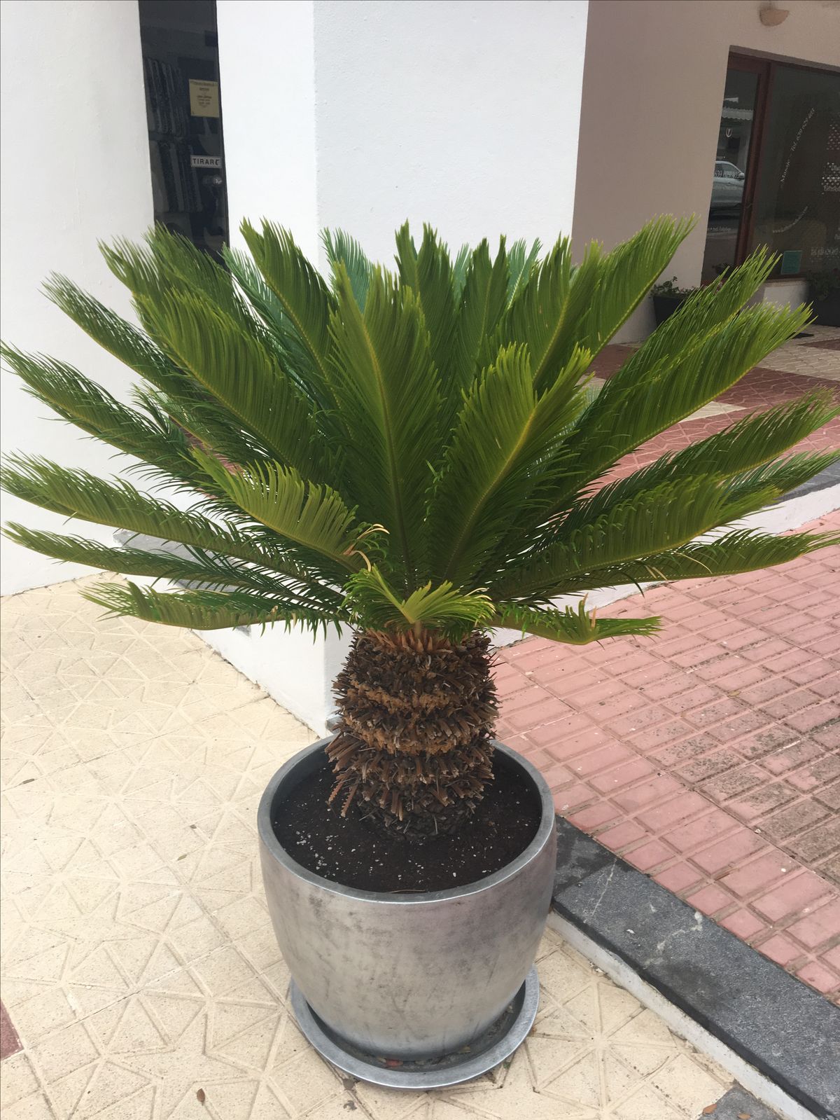 Loài cây độc nhất Việt Nam, siêu giá trị trong biệt phủ trăm tỷ, rộng 10.000 mét vuông của Lý Nhã Kỳ- Ảnh 9. Loài cây độc nhất Việt Nam, siêu giá trị trong biệt phủ trăm tỷ, rộng 10.000 mét vuông của Lý Nhã Kỳ- Ảnh 9.