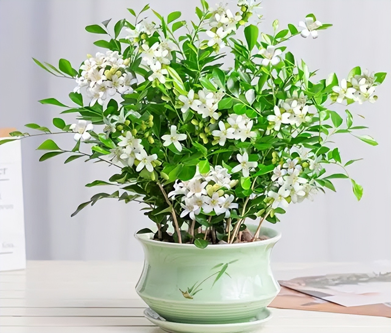 6 cây bonsai phong thủy nên trồng trong phòng khách – tụ vượng khí, giữ tài lộc, nhà càng ở càng thịnh- Ảnh 6. 6 cây bonsai phong thủy nên trồng trong phòng khách – tụ vượng khí, giữ tài lộc, nhà càng ở càng thịnh- Ảnh 6.