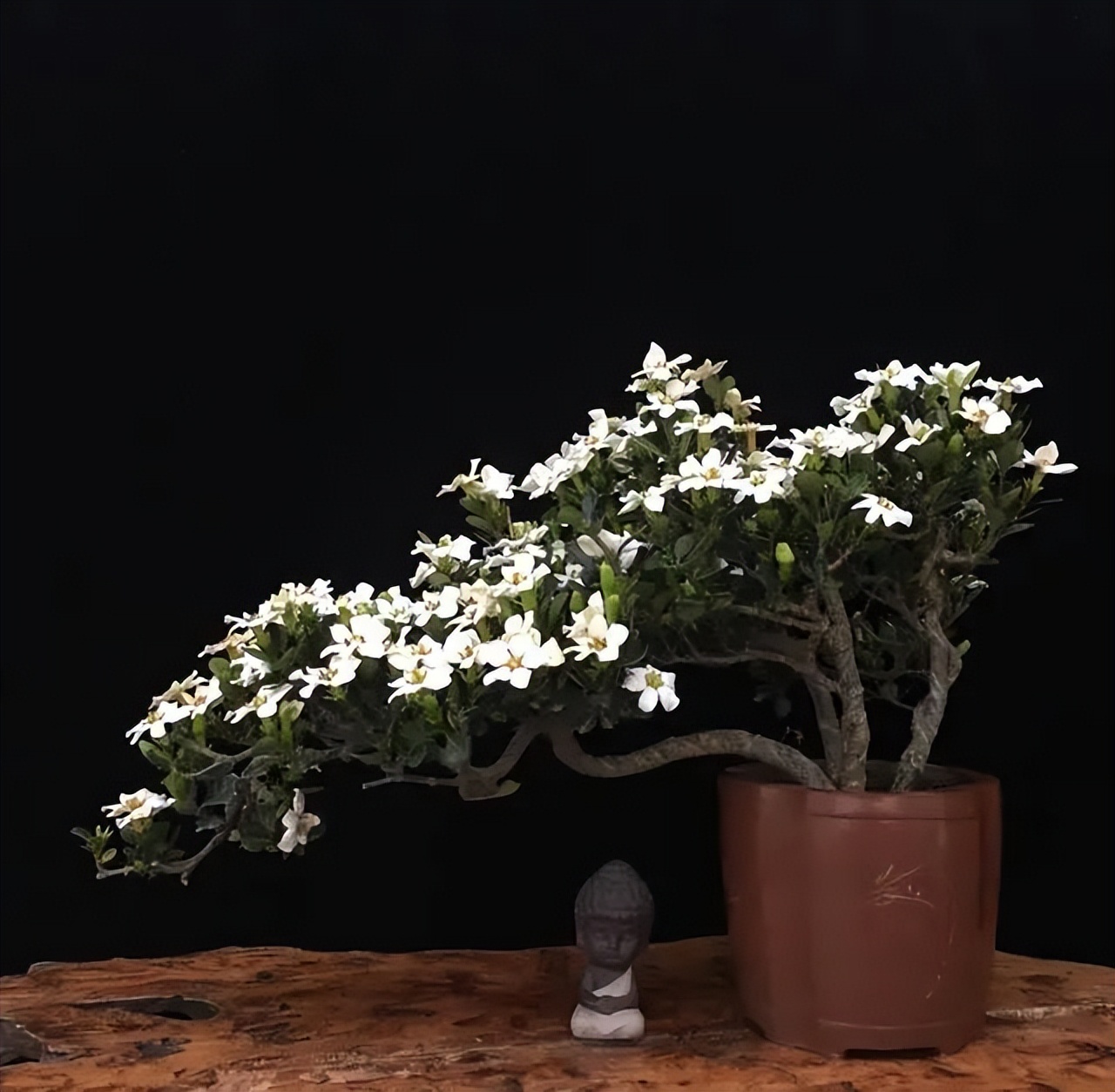 6 cây bonsai phong thủy nên trồng trong phòng khách – tụ vượng khí, giữ tài lộc, nhà càng ở càng thịnh- Ảnh 3. 6 cây bonsai phong thủy nên trồng trong phòng khách – tụ vượng khí, giữ tài lộc, nhà càng ở càng thịnh- Ảnh 3.
