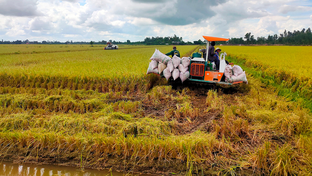 Mặt hàng kiếm 5,6 tỷ đô của Việt Nam có cách giảm mạnh phát thải, dân lãi đậm gần nửa lượng vàng/hecta- Ảnh 1. Mặt hàng kiếm 5,6 tỷ đô của Việt Nam có cách giảm mạnh phát thải, dân lãi đậm gần nửa lượng vàng/hecta- Ảnh 1.