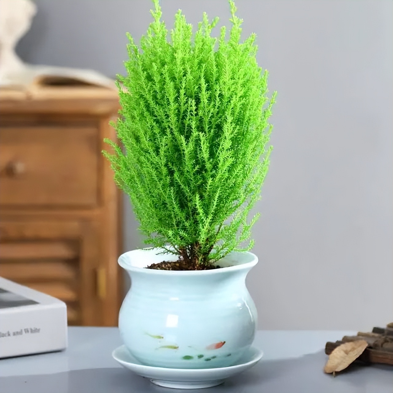 6 cây bonsai phong thủy nên trồng trong phòng khách – tụ vượng khí, giữ tài lộc, nhà càng ở càng thịnh- Ảnh 4. 6 cây bonsai phong thủy nên trồng trong phòng khách – tụ vượng khí, giữ tài lộc, nhà càng ở càng thịnh- Ảnh 4.