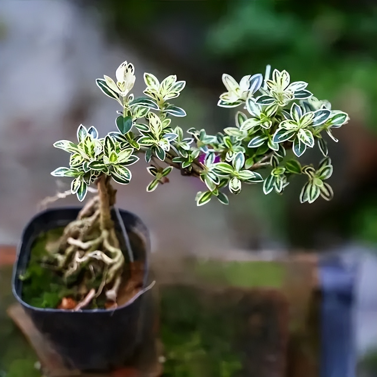 6 cây bonsai phong thủy nên trồng trong phòng khách – tụ vượng khí, giữ tài lộc, nhà càng ở càng thịnh- Ảnh 1. 6 cây bonsai phong thủy nên trồng trong phòng khách – tụ vượng khí, giữ tài lộc, nhà càng ở càng thịnh- Ảnh 1.