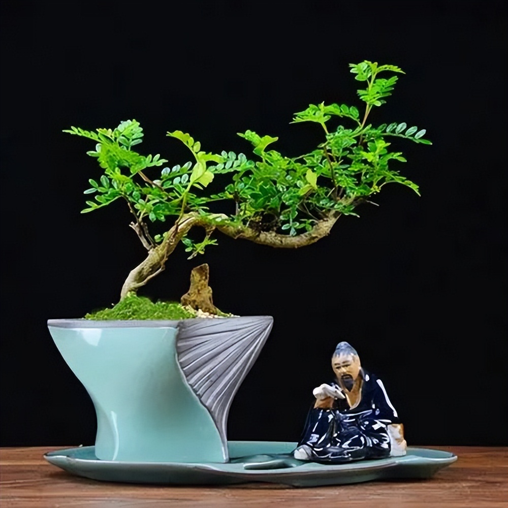 6 cây bonsai phong thủy nên trồng trong phòng khách – tụ vượng khí, giữ tài lộc, nhà càng ở càng thịnh- Ảnh 5. 6 cây bonsai phong thủy nên trồng trong phòng khách – tụ vượng khí, giữ tài lộc, nhà càng ở càng thịnh- Ảnh 5.