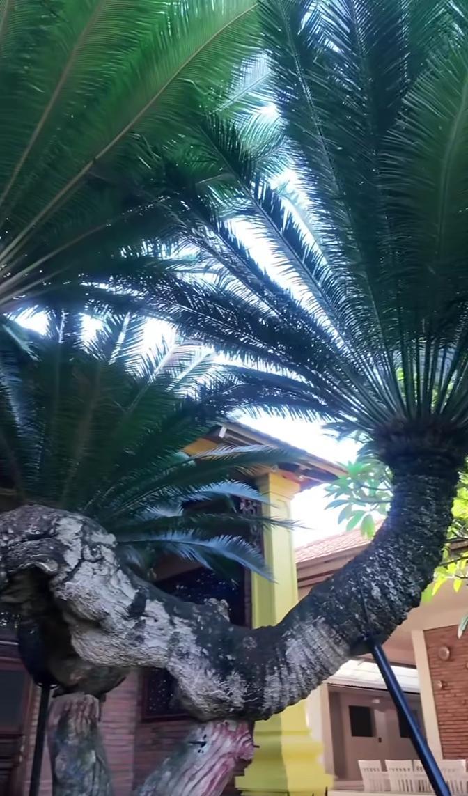 Loài cây độc nhất Việt Nam, siêu giá trị trong biệt phủ trăm tỷ, rộng 10.000 mét vuông của Lý Nhã Kỳ- Ảnh 7. Loài cây độc nhất Việt Nam, siêu giá trị trong biệt phủ trăm tỷ, rộng 10.000 mét vuông của Lý Nhã Kỳ- Ảnh 7.