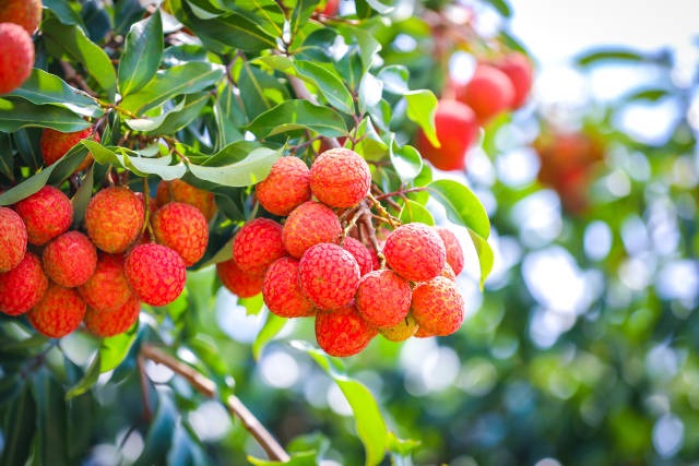 6 cây ăn quả 6 cây ăn quả