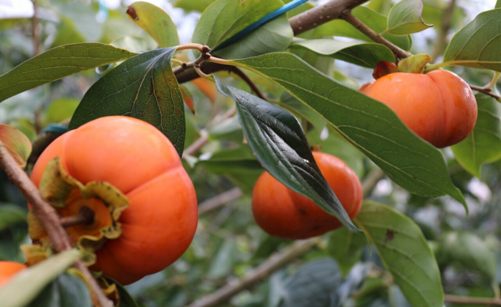 6 cây ăn quả 6 cây ăn quả