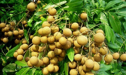 6 cây ăn quả 6 cây ăn quả