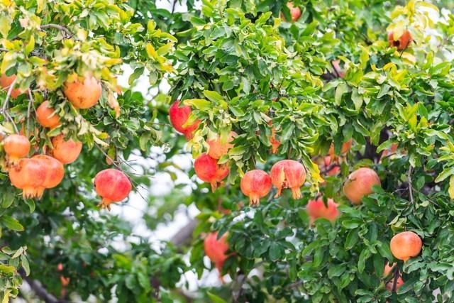 6 cây ăn quả 6 cây ăn quả