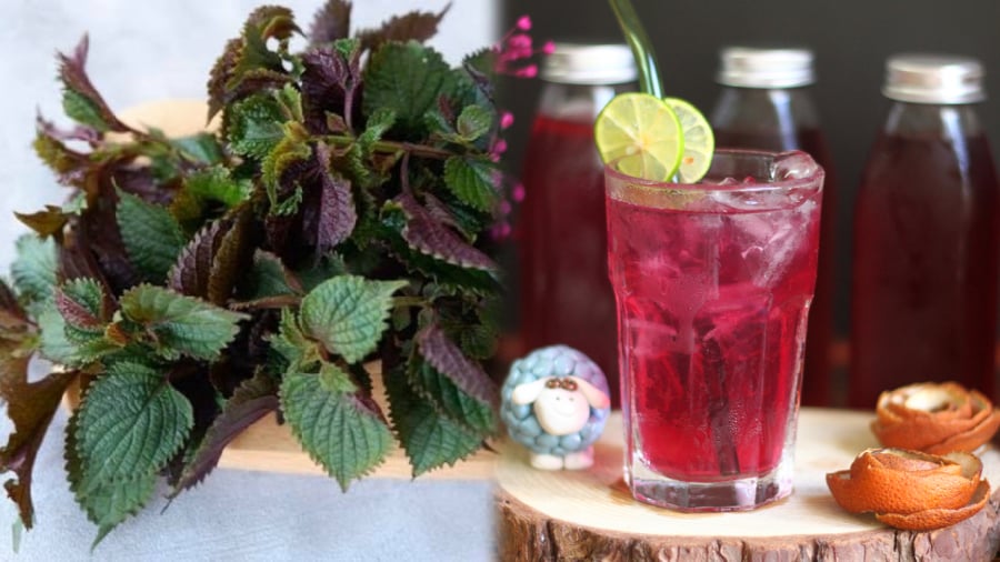 Loại lá trong vườn có tác dụng trị nám, làm sáng da nhanh chóng: Mùa hè có thể dùng để uống hoặc đắp mặt nạ- Ảnh 3.