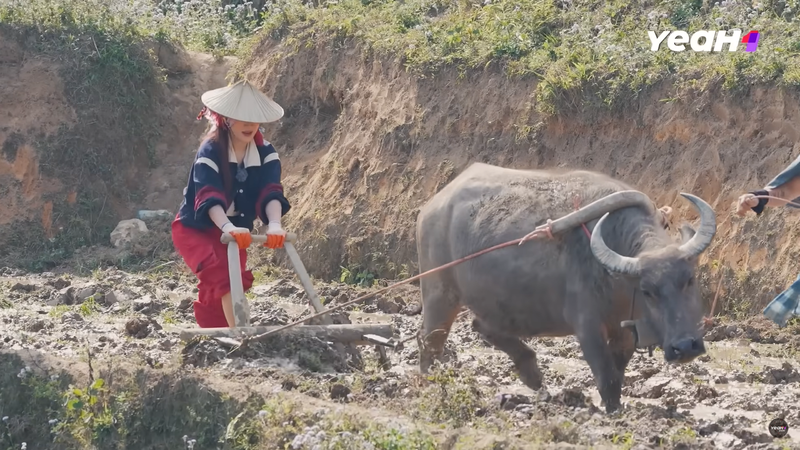 Tiểu thư 7000 tỷ gây sốt ở Gia Đình Haha: Tay quen bóc đồ hiệu giờ "nếm" cảm giác đào sắn, bẻ măng, cày ruộng hùng hục- Ảnh 4. Tiểu thư 7000 tỷ gây sốt ở Gia Đình Haha: Tay quen bóc đồ hiệu giờ "nếm" cảm giác đào sắn, bẻ măng, cày ruộng hùng hục- Ảnh 4.