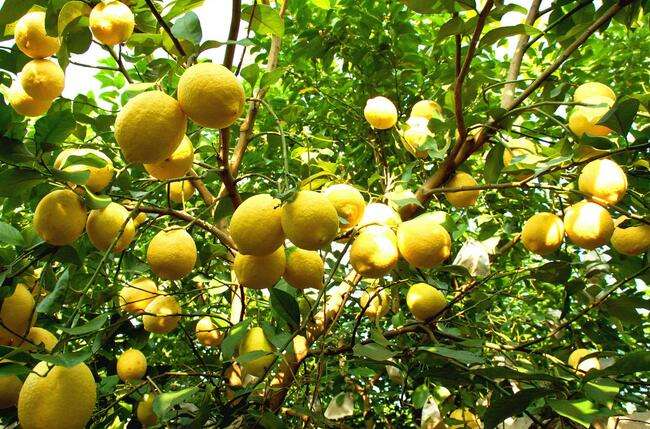 6 cây ăn quả 6 cây ăn quả