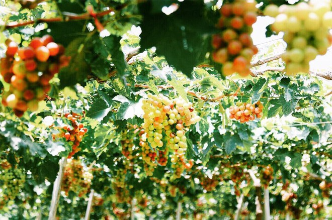 Khi 2 tỉnh về 1 nhà, menu cỗ cưới có sự thay đổi lớn: Khi vải thiều và bánh mì que chung mâm, tinh hoa!- Ảnh 12.