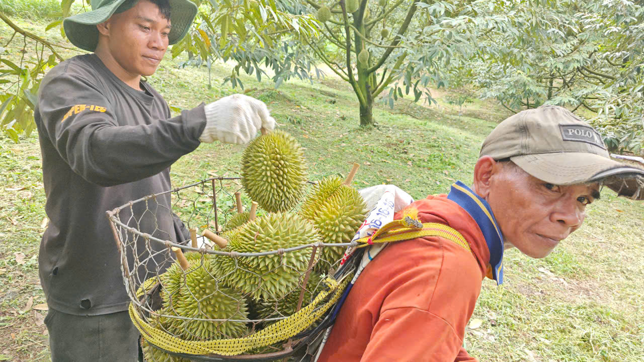 Sầu riêng giống cổ Chuồng Bò, Sáu Hữu bất ngờ được chuộng- Ảnh 5. Sầu riêng giống cổ Chuồng Bò, Sáu Hữu bất ngờ được chuộng- Ảnh 5.
