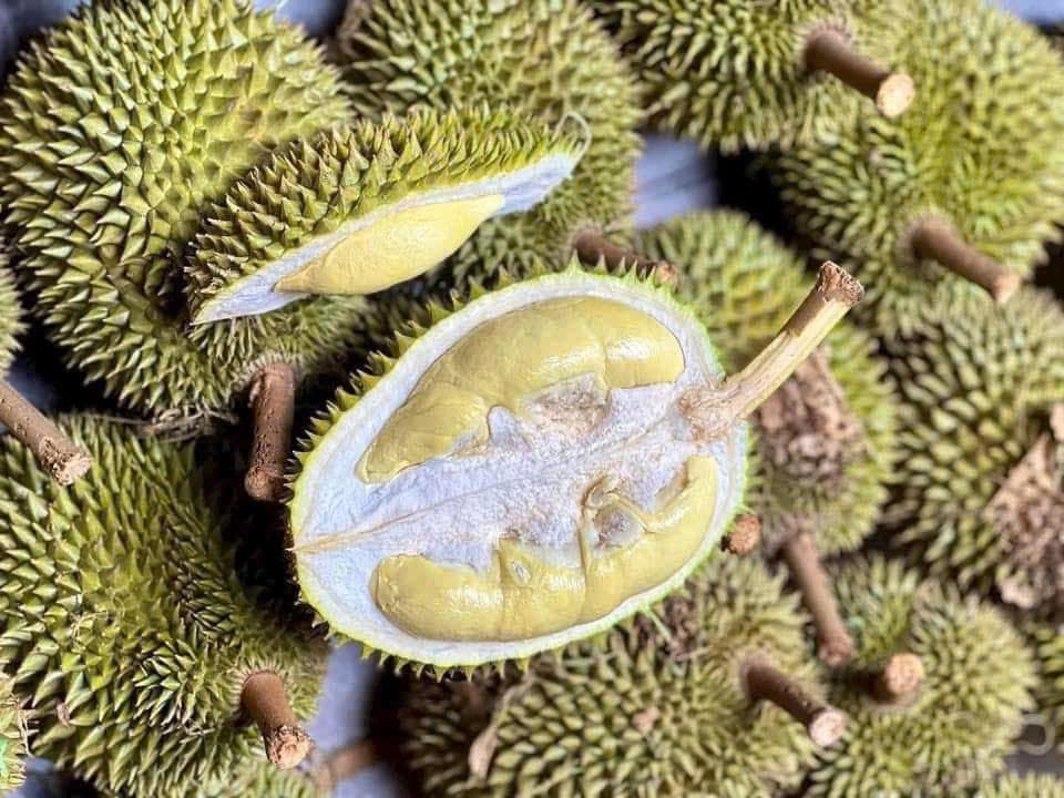 Sầu riêng giống cổ Chuồng Bò, Sáu Hữu bất ngờ được chuộng- Ảnh 4. Sầu riêng giống cổ Chuồng Bò, Sáu Hữu bất ngờ được chuộng- Ảnh 4.