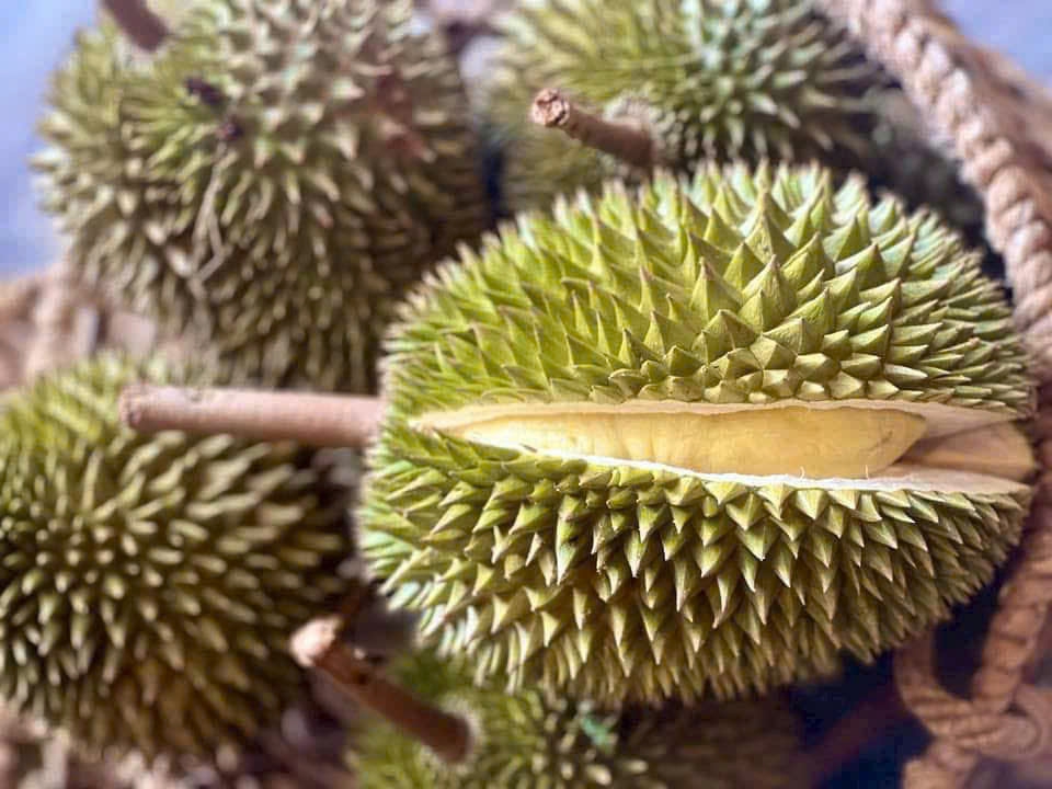 Sầu riêng giống cổ Chuồng Bò, Sáu Hữu bất ngờ được chuộng- Ảnh 3. Sầu riêng giống cổ Chuồng Bò, Sáu Hữu bất ngờ được chuộng- Ảnh 3.