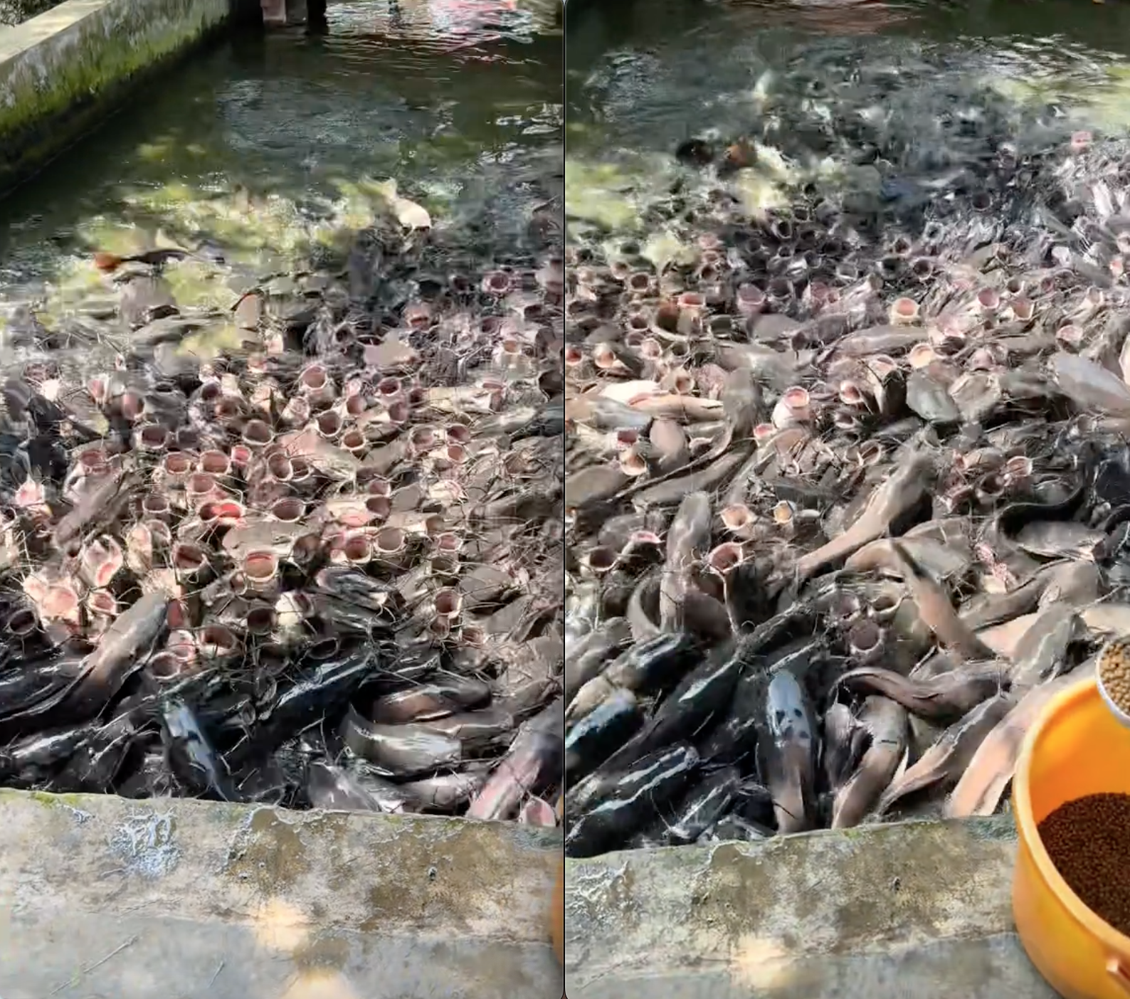 Video du khách cho cá ăn khiến hơn 10 triệu người Video du khách cho cá ăn khiến hơn 10 triệu người