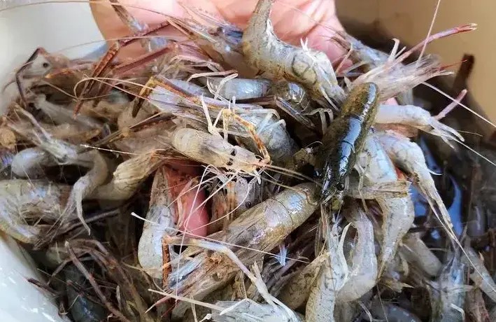 Có thừa tiền ra chợ thấy 5 kiểu tôm này cũng KHÔNG mua: Toàn là mầm bệnh!- Ảnh 2. Có thừa tiền ra chợ thấy 5 kiểu tôm này cũng KHÔNG mua: Toàn là mầm bệnh!- Ảnh 2.