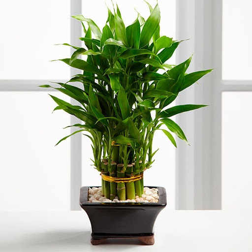 Phòng khách đặt đúng 4 cây này, tiền vào như nước sông Đà, vận đỏ như son- Ảnh 1. Phòng khách đặt đúng 4 cây này, tiền vào như nước sông Đà, vận đỏ như son- Ảnh 1.