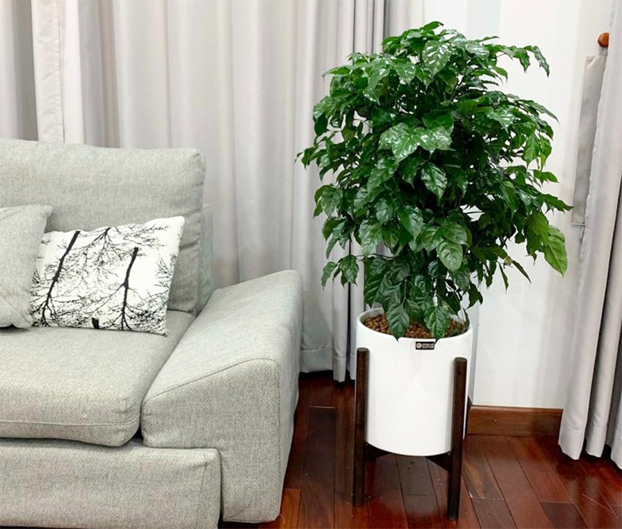 Phòng khách đặt đúng 4 cây này, tiền vào như nước sông Đà, vận đỏ như son- Ảnh 2. Phòng khách đặt đúng 4 cây này, tiền vào như nước sông Đà, vận đỏ như son- Ảnh 2.