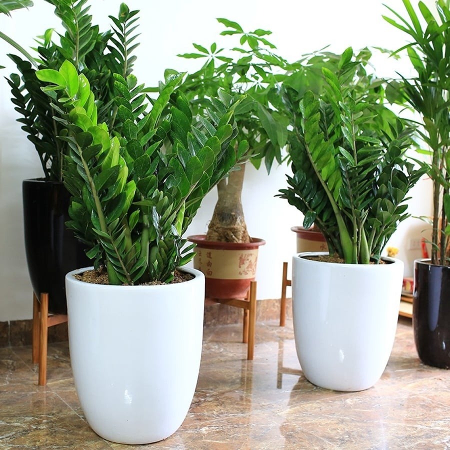 Phòng khách đặt đúng 4 cây này, tiền vào như nước sông Đà, vận đỏ như son- Ảnh 3. Phòng khách đặt đúng 4 cây này, tiền vào như nước sông Đà, vận đỏ như son- Ảnh 3.