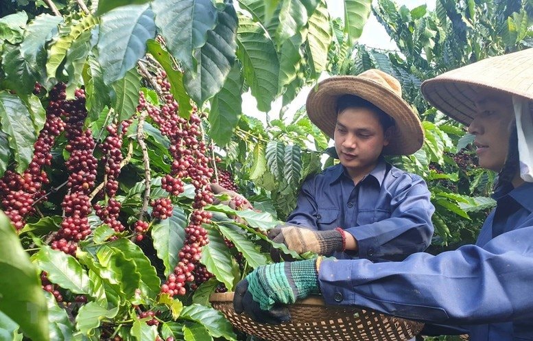 Việt Nam - Brazil sẽ lập thương hiệu chung 1 mặt hàng nước ta vừa lập kỷ lục, hơn 80 nước ồ ạt chốt đơn- Ảnh 4.