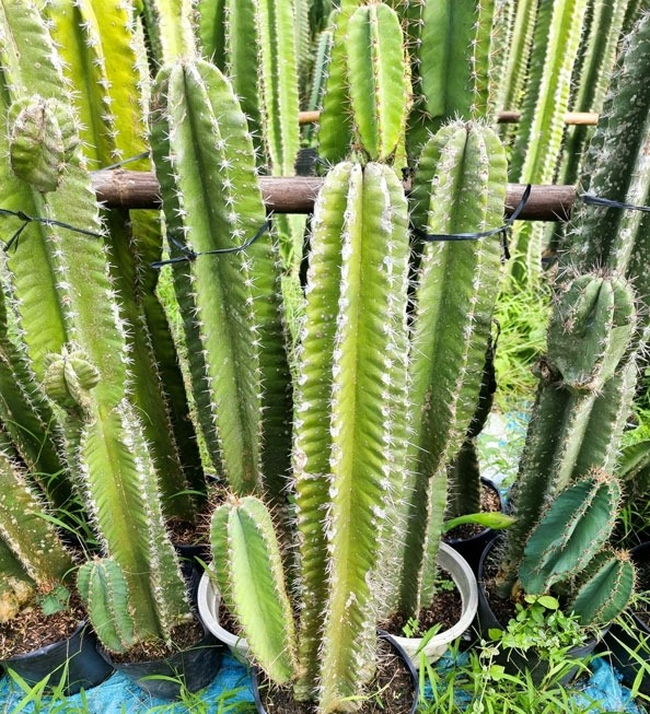 4 loại cây trồng trước nhà thì xui đủ đường, chuyển ra sau lại vững vàng vận khí- Ảnh 4. 4 loại cây trồng trước nhà thì xui đủ đường, chuyển ra sau lại vững vàng vận khí- Ảnh 4.
