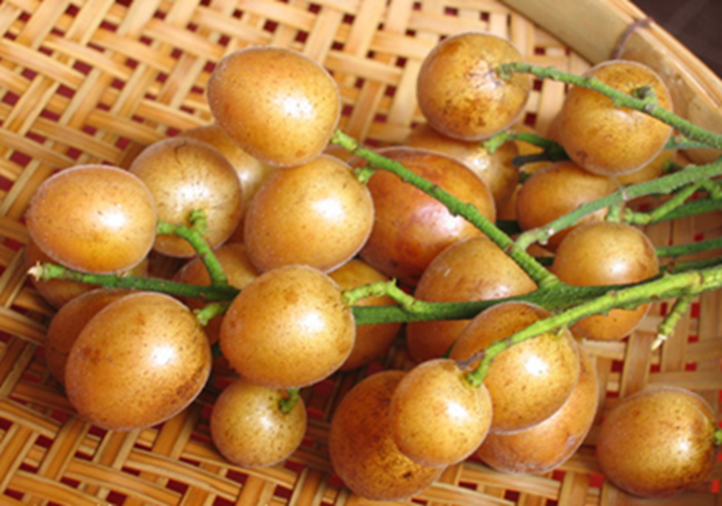 Loại quả dại ở Việt Nam lại là Loại quả dại ở Việt Nam lại là