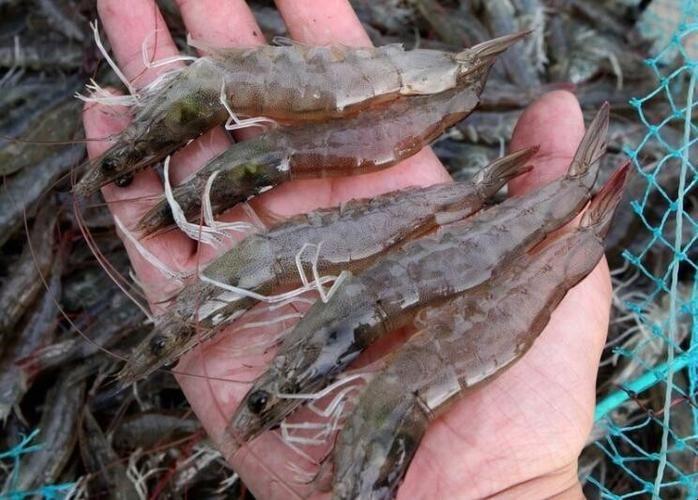 Có thừa tiền ra chợ thấy 5 kiểu tôm này cũng KHÔNG mua: Toàn là mầm bệnh!- Ảnh 1. Có thừa tiền ra chợ thấy 5 kiểu tôm này cũng KHÔNG mua: Toàn là mầm bệnh!- Ảnh 1.